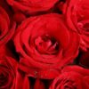 11 Red Roses Bouquet - Classic Love & Elegant Floral Arrangement - 4