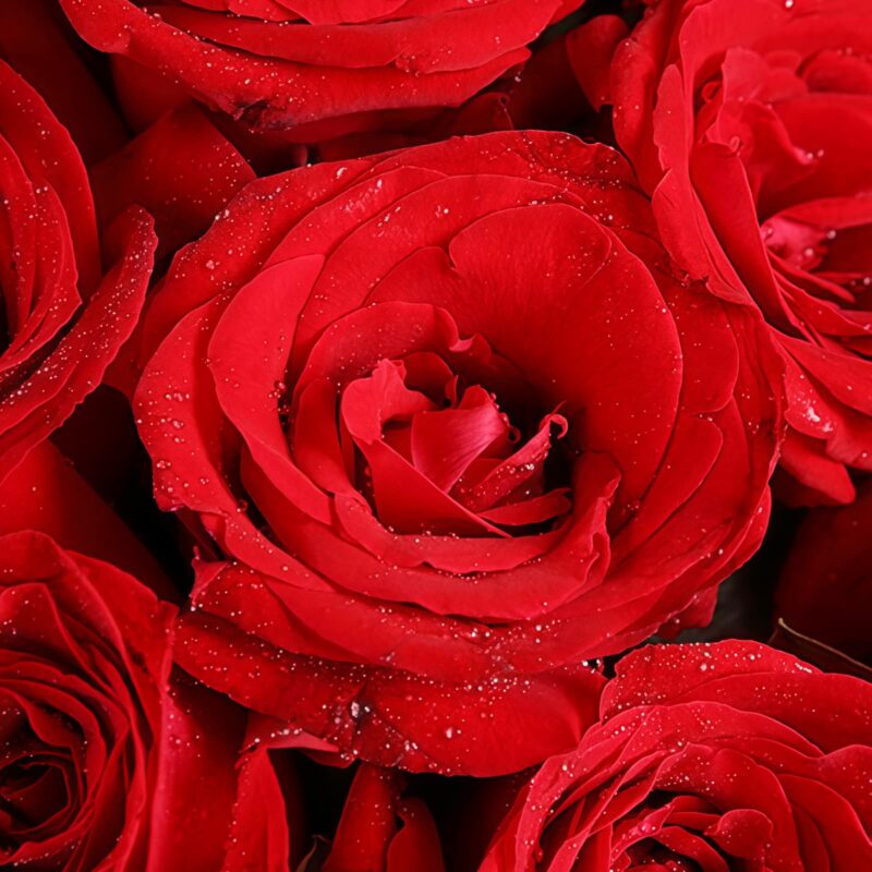 11 Red Roses Bouquet - Classic Love & Elegant Floral Arrangement - 4