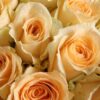 33 Champagne Roses Bouquet - Elegant Romantic Floral Gift - 4
