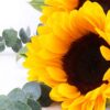 6 Sunflowers Bouquet - Sunny Joy | Vibrant Floral Gift - 4