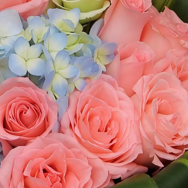 19 Rose Rosa e Ortensia Blu: Legame Armonioso 19 Pink Roses and Blue Hydrangea Bouquet - Harmonious Bond - 2