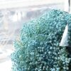 White Baby's Breath Bouquet - Eternal Vow | Elegant Floral Gift - 4
