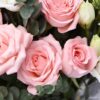 19 Pink Roses Bouquet - Forever Young | Elegant Floral Gift - 5