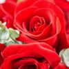 19 Red Roses Bouquet - Sweet Token | Romantic Floral Gift - 5