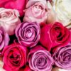 33 Multi-Color Roses Bouquet | Vibrant Assorted Flower Arrangement - 4