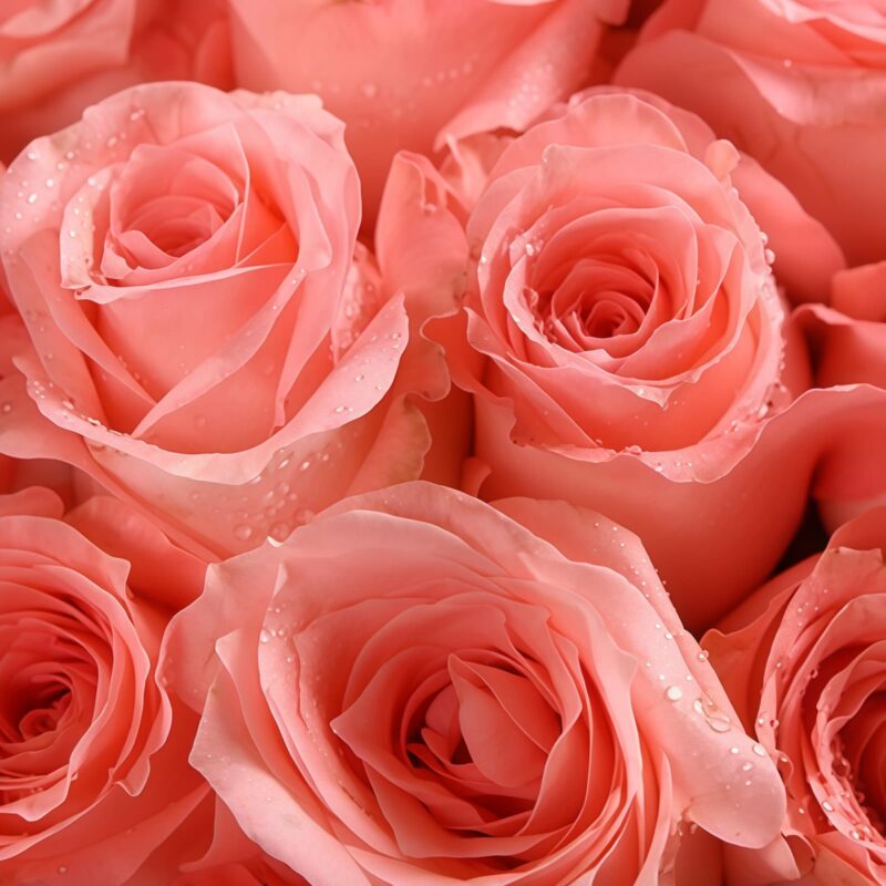 99 Pink Roses Bouquet - Everlasting Joy | Premium Floral Gift - 4