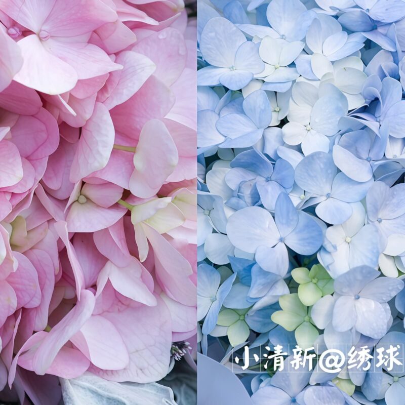 Bouquet di 2 Ortensie Rosa - Dolce Ritrovo 2 Pink Hydrangeas Bouquet - Sweet Reunion | Romantic Floral Gift - 4