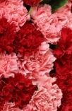 Bouquet di 33 Garofani Misti - Affetto Eterno real bouquet photo